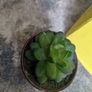artifical plants Image 6