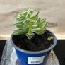 flower Succulent Image 3