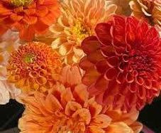 (D) Dahlia Extreme Mix seeds 0.2g (415298)