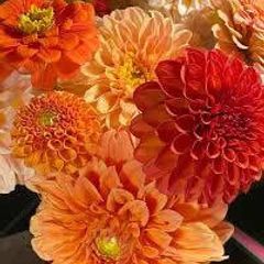 (D) Dahlia Extreme Mix seeds 0.2g (415298)