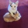 2 Kittens Image 7