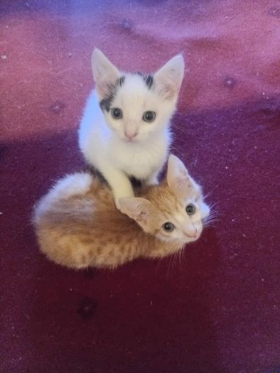 2 Kittens