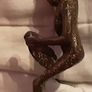 Brass/ Bronze Egyptian style figurine Image 4