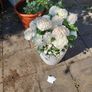 Classico 35 planters Image 3