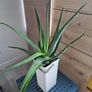 large aloe vera plant Image 2