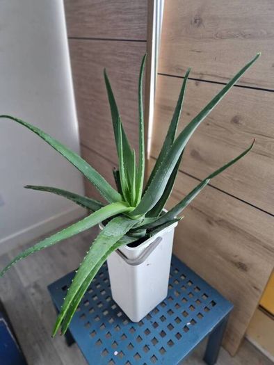 large aloe vera plant