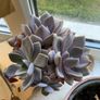 plant collection Image 8
