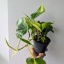 Philodendron Scandens Plant Plant Image 3