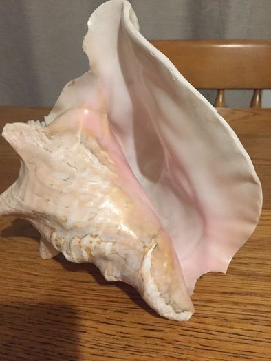 Conch Shell