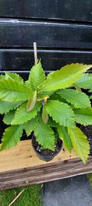 Sweet chestnut trees