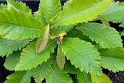 Sweet chestnut trees