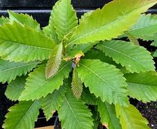 Sweet chestnut trees