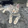 Kittens Image 4