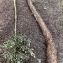 Holly Tree  Sculpture/Turning. Image 6
