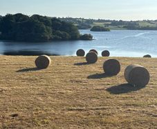 Round bales of hay