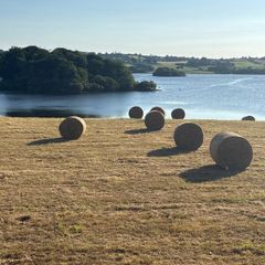 Round bales of hay