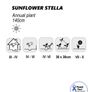 (S) Sunflower Stella seeds 0.5g (600908) Image 2