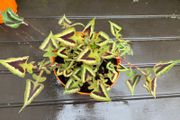 persicaria purple fantasy
