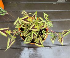 persicaria purple fantasy