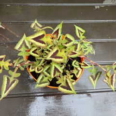 persicaria purple fantasy