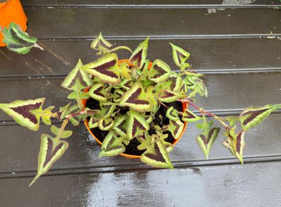 persicaria purple fantasy