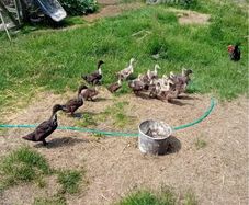Chicks & Ducklings