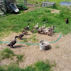 Chicks & Ducklings