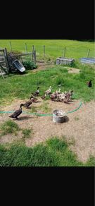 Chicks & Ducklings