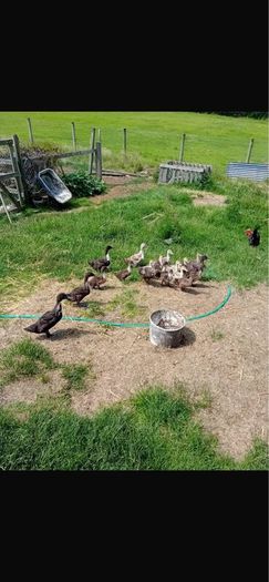 Chicks & Ducklings