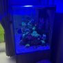 Reef Fish Tank Image 7