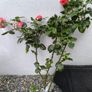 garden plants Image 2