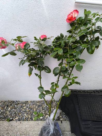 garden plants