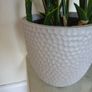 Large Indoor Plant Image 2