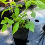 Raspberry Plant Image 4