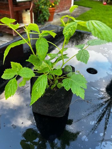 Raspberry Plant