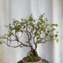 Bonsai tree ( birch) Image 8