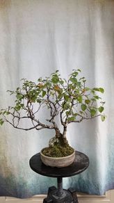 Bonsai tree ( birch)