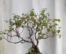 Bonsai tree ( birch)