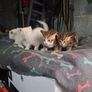 kittens free to good home Image 2