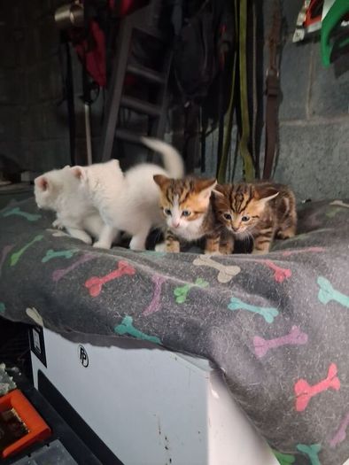 kittens free to good home