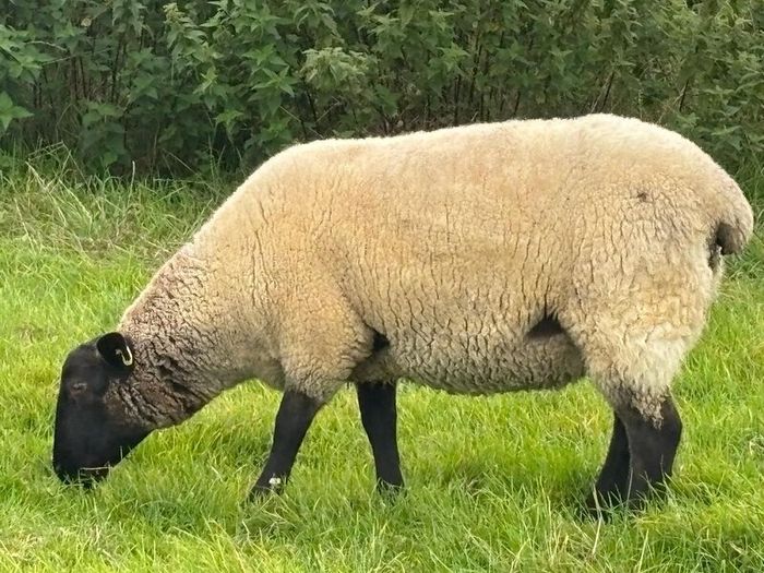 Suffolk Mule Ewe Hoggets
