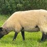 Suffolk Mule Ewe Hoggets Image 4