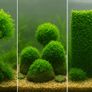 Guppies/Swordtails Image 6