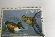 Irish stamp - Anas Clypeata