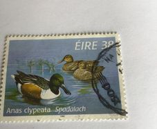Irish stamp - Anas Clypeata