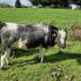 Heifers Image 2