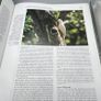Handbook of the Birds of the World Volume 4 - Sandgrouse to Cuckoos Lynx Ed 1997 Image 10