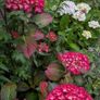 Hydrangea Image 6