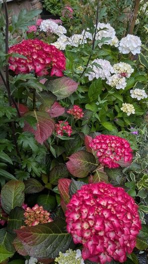 Hydrangea