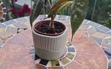 Alocasia plant - indoor plant - house plant